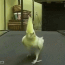 Cockatoo on a treadmill