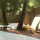 Parkour goat jumps over fence