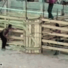 Bucking horse escapes