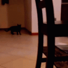 Cat parkour escape move