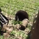 Lumberjack saves bear with milk can stuck on its head