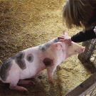 Pig faints from a head scratch