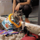 Cat snapping a selfie