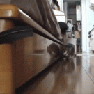 Sneaky cat stalks a feather