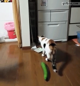 1436462745_cat_startled_by_cucumber.gif