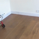 Raccoon rides bicycle