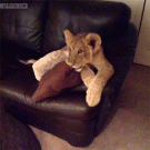 Lion cubs watching Dora the Explorer