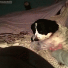Dog demands scratces