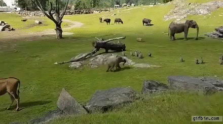 Baby elephant tumbles while chasing birds