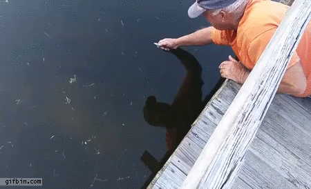 guy-catches-bass-with-hand.gif