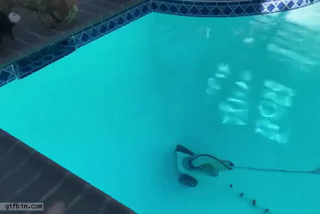 Dogs attack pool vacuum