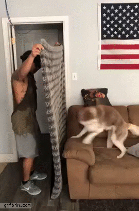 Man pranks dog by disappearing