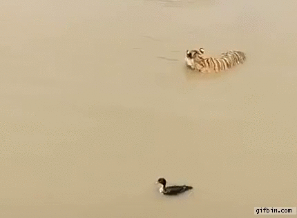 http://www.gifbin.com/bin/072018/tiger-hunting-duck-on-water.gif