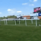 Reporter stops runaway horse