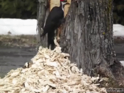 woodpecker-makes-huge-hole-in-tree.gif