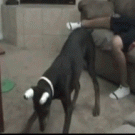 Laser pointer dog crotch bite