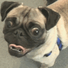 Curious pug