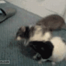 Rat fight interrupted