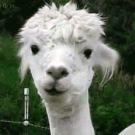 Alpaca om nom