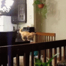 Kitten jump fail
