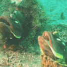 Fish with big mouth