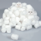 Cotton wool kittens