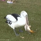 Bird struggling with big fish