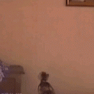 Spider cat