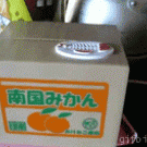 Cat in box