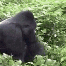 Gorilla drags crew member