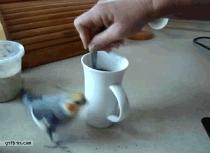http://www.gifbin.com/bin/082011/1314811785_cockatiel_vs_stirring_coffee.gif