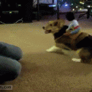 Corgi rodeo