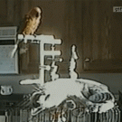 Parrot poops on cat