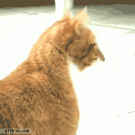 Dramatic cat
