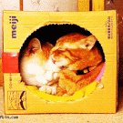 Cats in a box