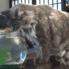 Air swimmer shark attacks cat