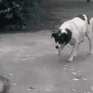 Sneaky dog vs. cat