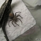 Spider tries to hide