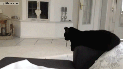 1346171768_cat_gives_highfive.gif