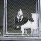 Bouncing Jack Russells