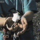 Hawk snatches pet lab mouse