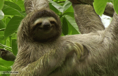 1377078486_sloth_scratching_himself.gif