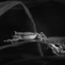 Frog gets a kick in the face