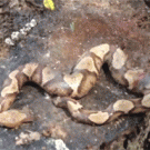 Decapitated snake bites itself