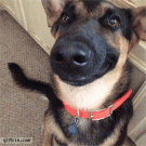 Smiling German shepherd