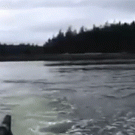 Killer whale slaps sea lion 20 feet into the air