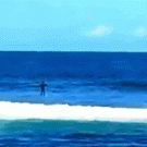 Dolphin knocks down paddleboarder