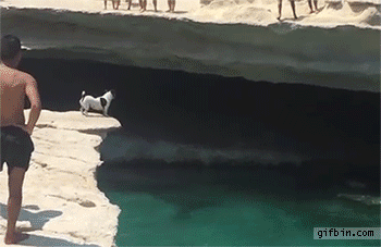 Dog jumps off cliff with divers