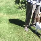 Goat jump fail