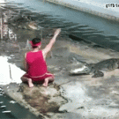 Guy slips during crocodile show